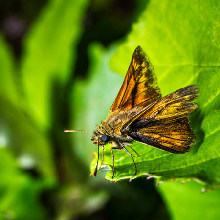 A macro of a thick-headed butterfly in the forestの写真素材