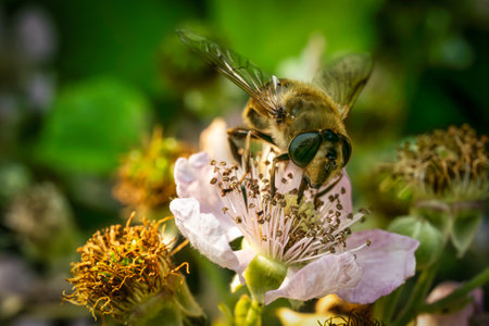 A view of a busy bee pollinating colorful flowersの写真素材