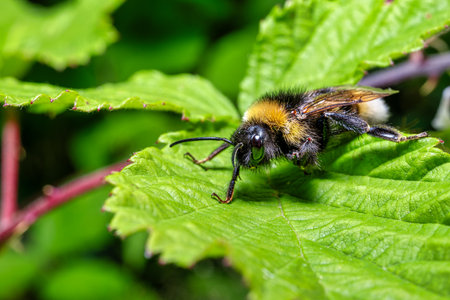 A view of a busy bee pollinating colorful flowersの写真素材