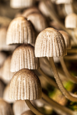 Old mushrooms in the forest on green moss