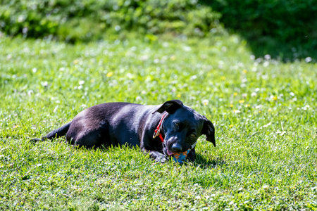 Cute dog playing with a ball in the gardenの写真素材