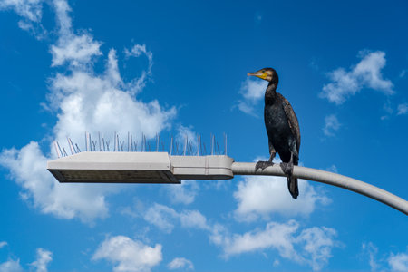 A cormorant at the lock in Rothenburg on the Elbe on the Mittelland Canal. A waterway junction near Magdeburgの写真素材