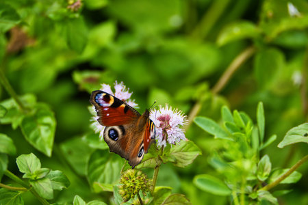 A view of a butterfly at a lake near Allstedt in Saxony-Anhalt