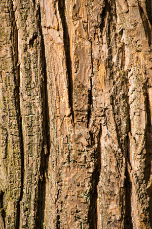 bark from a leaf tree at noon