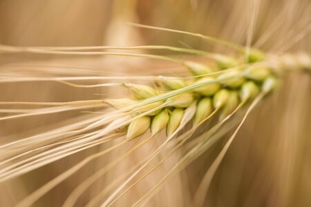 cereal ears close up on a cloudy dayの写真素材