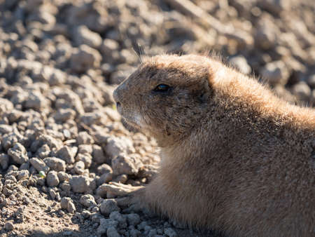 prairie dog lying in the sand on a sunny dayの写真素材