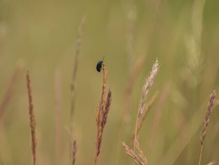 beetle climbs on dry grass, blurred backgroundの写真素材