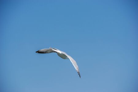 flying seagull and bright blue skyの写真素材