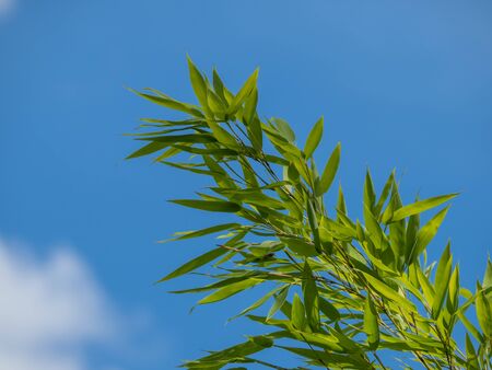 Bamboo branches against a blue sky on a sunny dayの写真素材