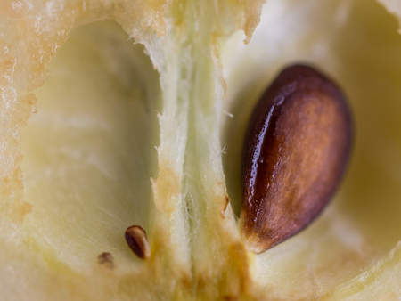 a small and a large apple seed, macroの写真素材