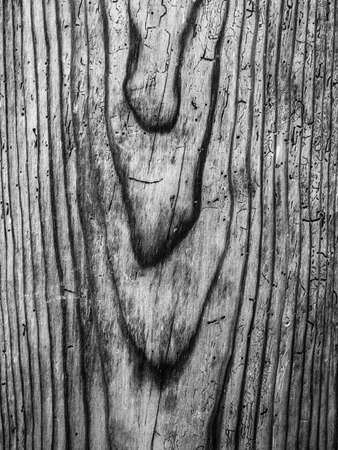 very old pine wood close up, macro in black and whiteの写真素材