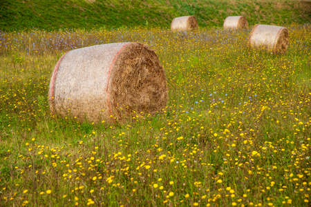 Round bales with colored flowers in Tuscany countryside