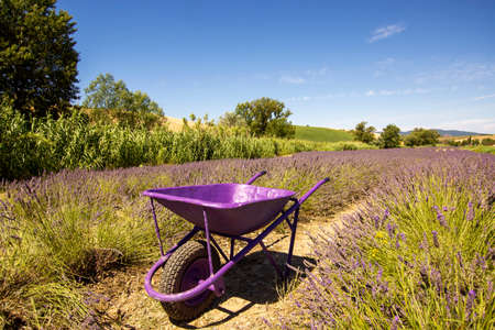 Wheelbarrow in a lavender field Tuscany Italyの写真素材