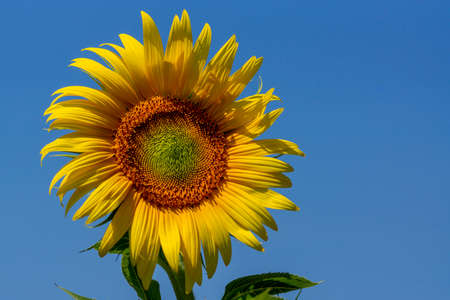 Close up of a sunflower with blue sky background Tuscan countryside