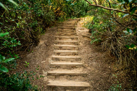 An old wooden staircase in the forestの写真素材