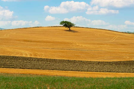 Isolated tree in a wheat field in the Tuscan countrysideの写真素材