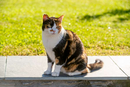A cat sitting on a stone in the gardenの写真素材