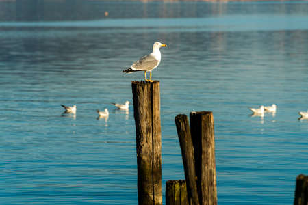 A seagull standing on a pole in the middle of a lakeの写真素材