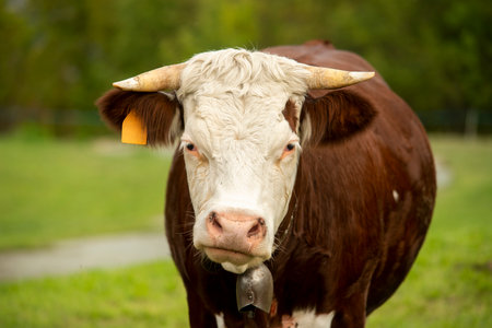 Portrait of a brown spotted cow looking into the camera
