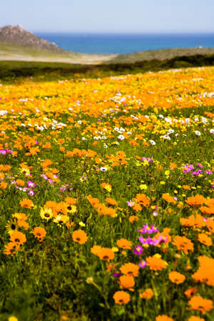 Spring Wild Flowers, West Coast, South Africa. The Western Cape is well known for it's floral...