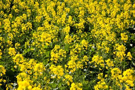 Close up of rapeseed plants which produce canola oil, Garden Route, South Africa