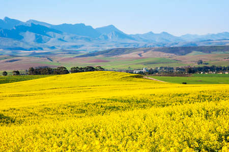 Rapeseed fields along the Garden Route, South Africa. Rapeseed is used to produce canola oil.