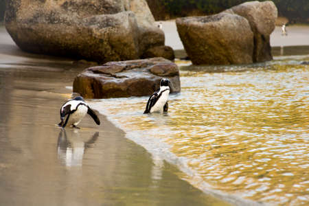 African Penguins on Boulders Beach, Cape Town, South Africaの写真素材
