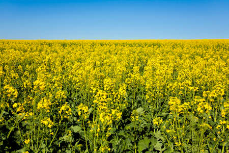 Close up of rapeseed plants which produce canola oil, South Africaの写真素材