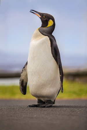 A lost King Penguin who swam from Antarctica to Cape Town, South Africa to moult.の写真素材