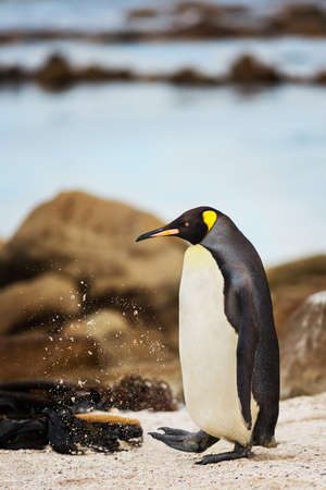 A lost King Penguin who swam from Antarctica to Cape Town, South Africa to moult.の写真素材