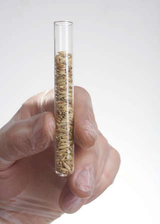 Hand holding test tube with wheat seedの写真素材