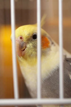 Yellow and orange canary bird in birdcageの写真素材