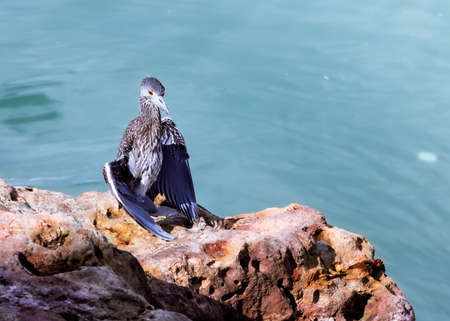 Gray bird with white spots resting on the rocks at the edge of the sea.の写真素材