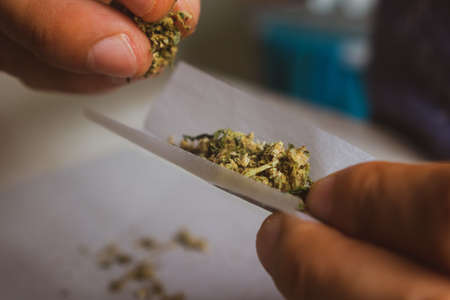 Caucasian man hands making a marijuana tobacco on rolling paperの写真素材