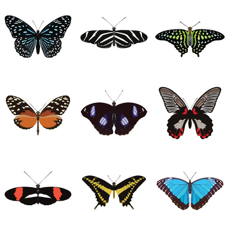 Set of nine butterfliesのイラスト素材