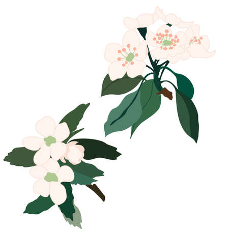 set of 2 vector cherry blossomのイラスト素材
