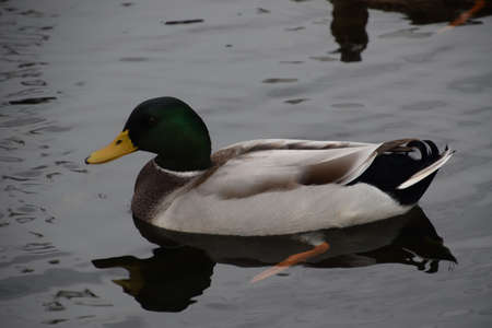 Wild duck on pond