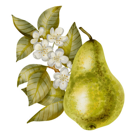 Hand painted watercolor composition featuring green pears adorned with white flowers and leaves. Perfect for elegant packaging, textiles, cards, and labels.の写真素材