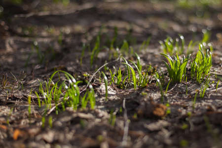 Grass spring background.の写真素材