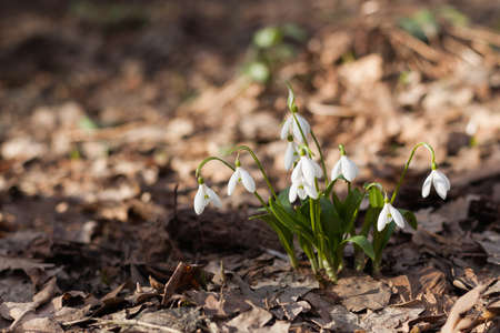 Bokeh background with snowdrops (Galanthus nivalis) on the ground of the forest. Selective focus.の写真素材