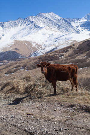 Cow on mountain pasture in early spring. Background of mountain and blue sky. Selective focus.の写真素材