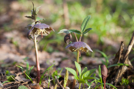 Blossoming hellebore purpurascens in the wild. Selective focus. Bokeh background.の写真素材