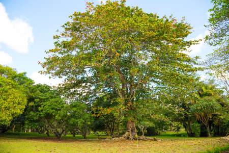 beautiful lush green tree in the park among the other trees in the summer in Mauritiusの写真素材