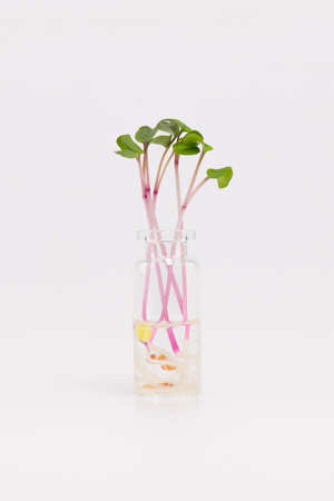 sprout with green leaves and red stems in a glass jarの写真素材