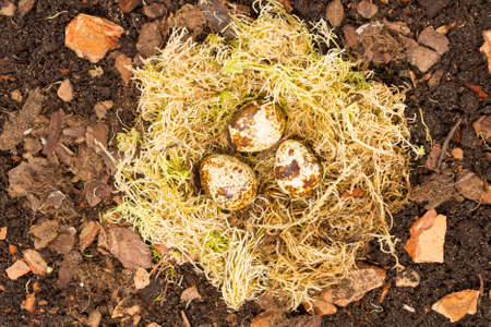 bird's nest of moss and colorful small eggs 