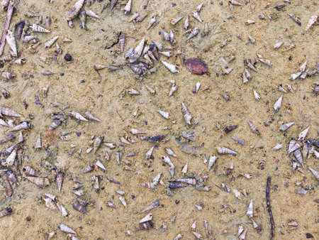 set of seashells scattered on the yellow sandの写真素材