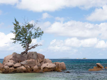 The tree grows on the peninsula of granite stones in the Seychellesの写真素材