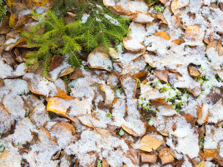 beautiful fluffy white snow, dry leaves and small green firの写真素材