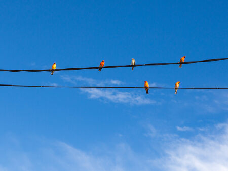 bright red and orange little birds on wiresの写真素材