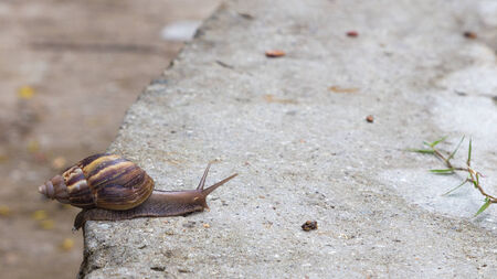 Seychelles snail crawled on a stone wallの写真素材
